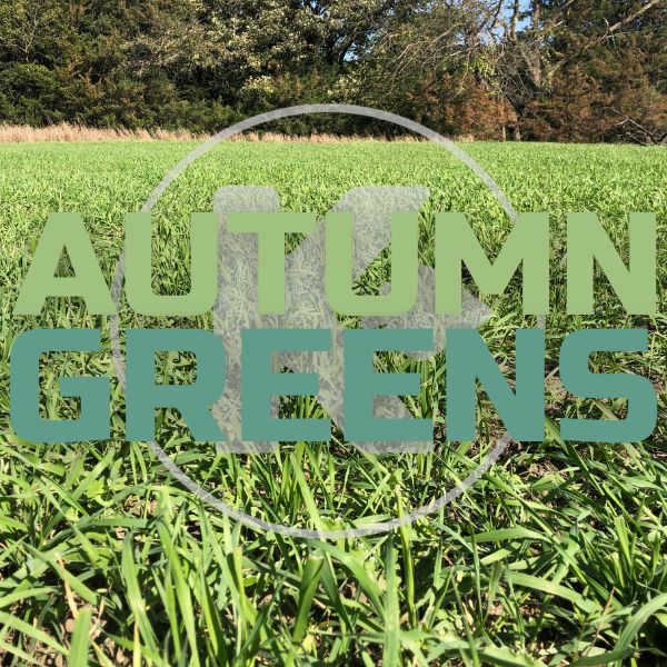 cka2oz6yx6t9qwtemzz8 Kanati Autumn Greens - Image 1