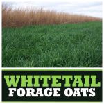 Real World Forage Oats 50 Pound 1 Acre Bag