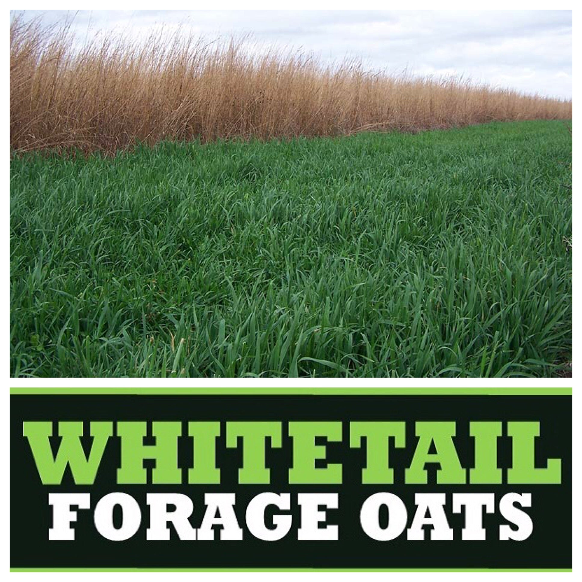 ejamkidfyqfz4e6mqqsh Real World Forage Oats 50 Pound 1 Acre Bag - Image 1
