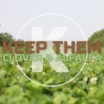 Kanati Keep Them Clover & Alfalfa